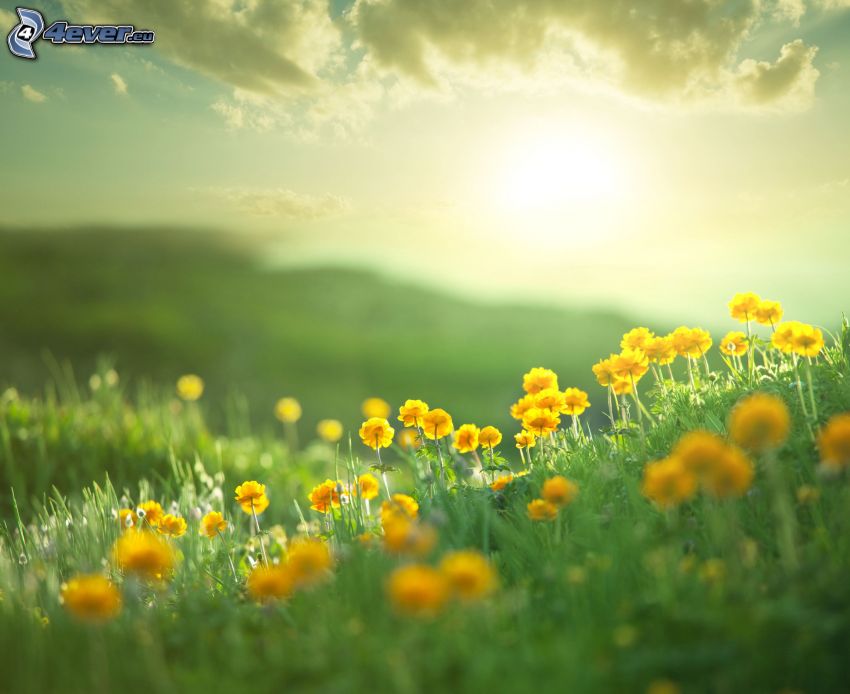 prairie, fleurs jaunes, soleil