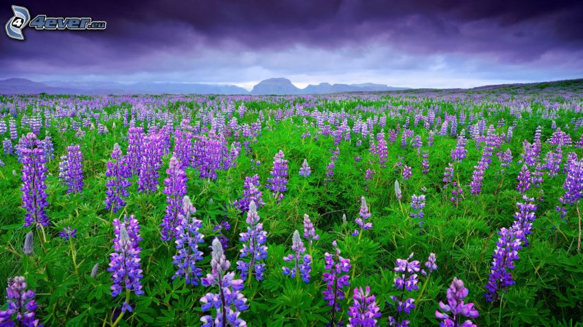 prairie, lupins, montagne