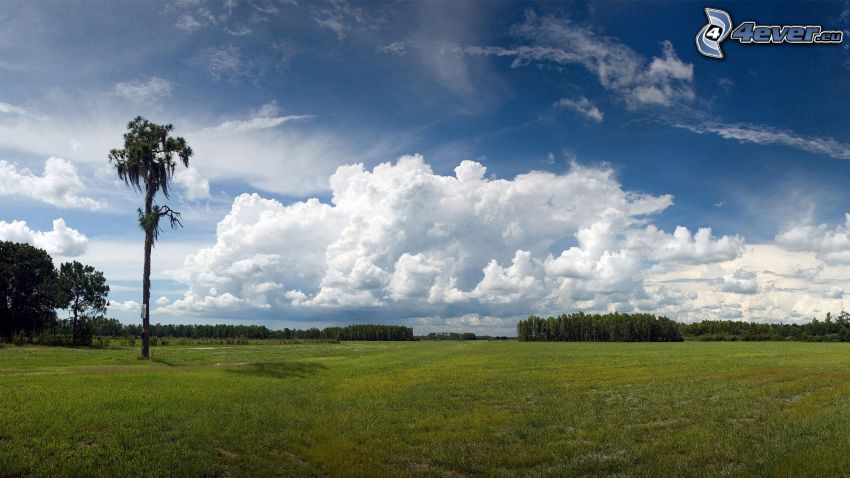 prairie, nuages, arbres