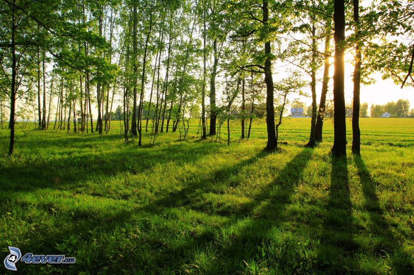 prairie verte, arbres