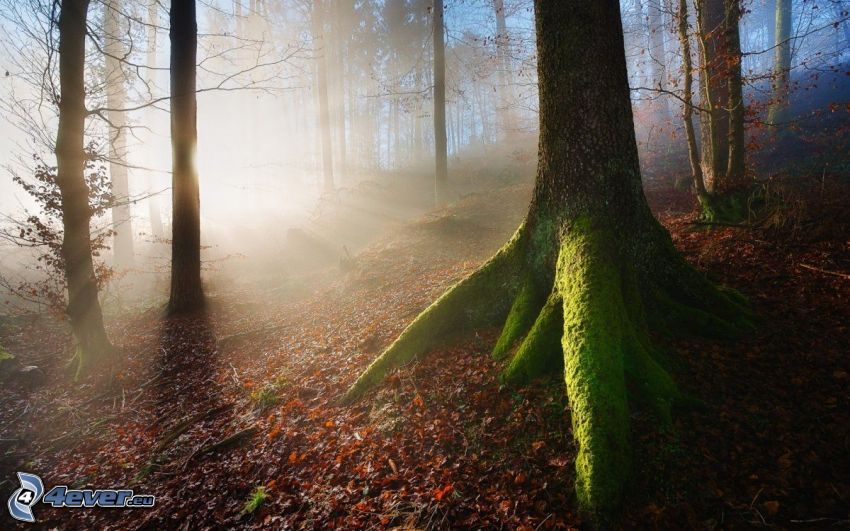 rayons de soleil dans la forêt, arbre, mousse