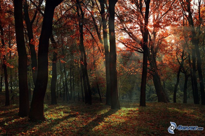 rayons de soleil dans la forêt, arbres d'automne