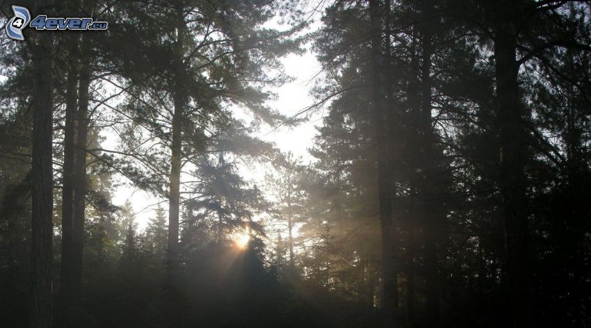 rayons de soleil dans la forêt, lever du soleil, forêt de conifères