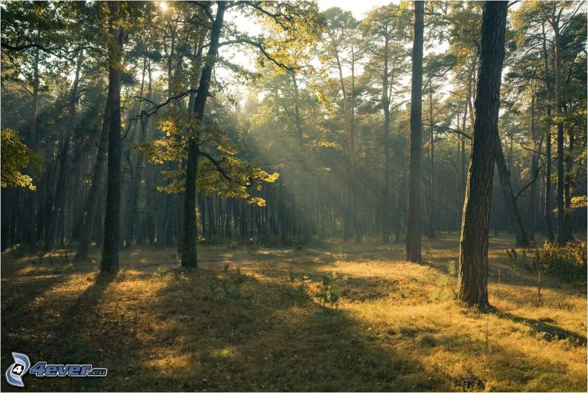 rayons de soleil dans la forêt