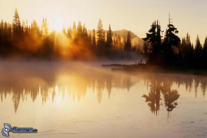 rivière, couchage de soleil dans la forêt, brume sur le lac