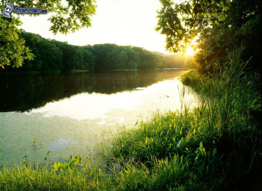 rivière, couchage de soleil dans la forêt, vert