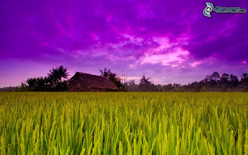 Rizières vietnamiennes, chalet, ciel violet