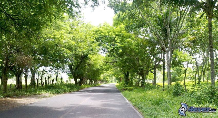 route, allée des arbres