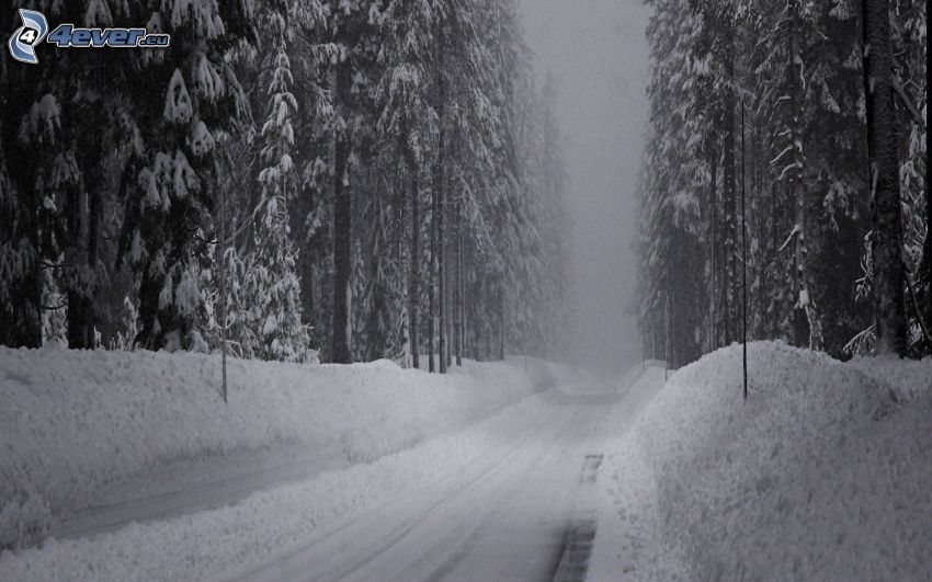 route d'hiver, route par la forêt, forêt enneigée