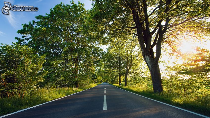 route droite, couchage de soleil derrière un arbre, arbres verts, arbre rameux, Arbre auprès de la route