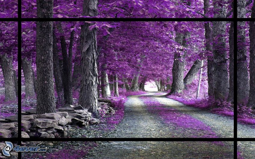 route par la forêt, arbres violets