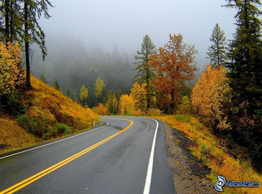 route par la forêt, tournant, arbres d'automne, brouillard