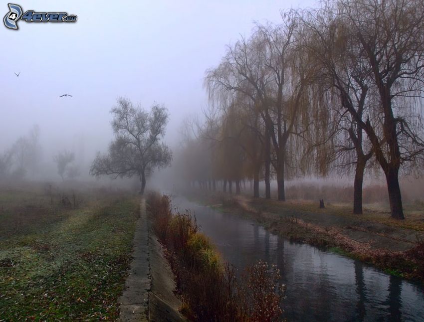 ruisseau, brouillard