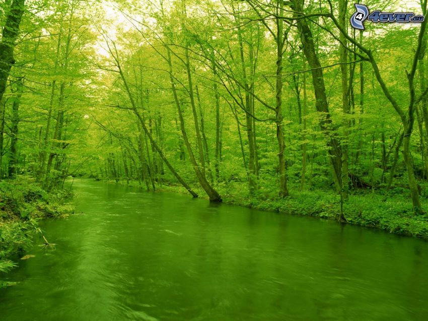ruisseau dans une forêt, arbre à feuilles caduques, vert