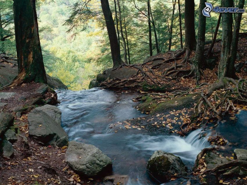 ruisseau dans une forêt, arbres, les feuilles d'automne