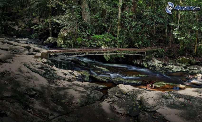 ruisseau dans une forêt, pont, rochers