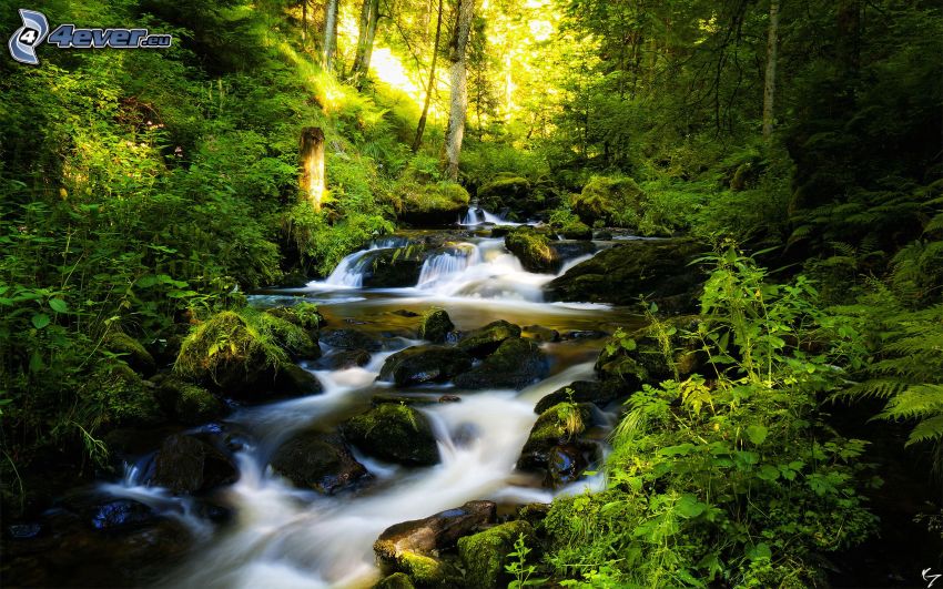 ruisseau dans une forêt, vert