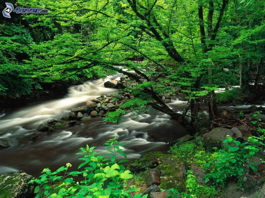ruisseau dans une forêt, vert