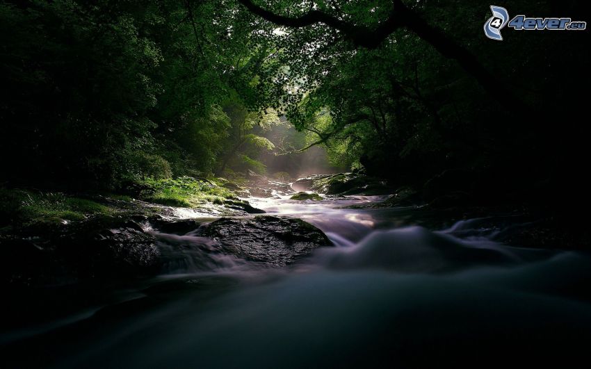 ruisseau dans une forêt