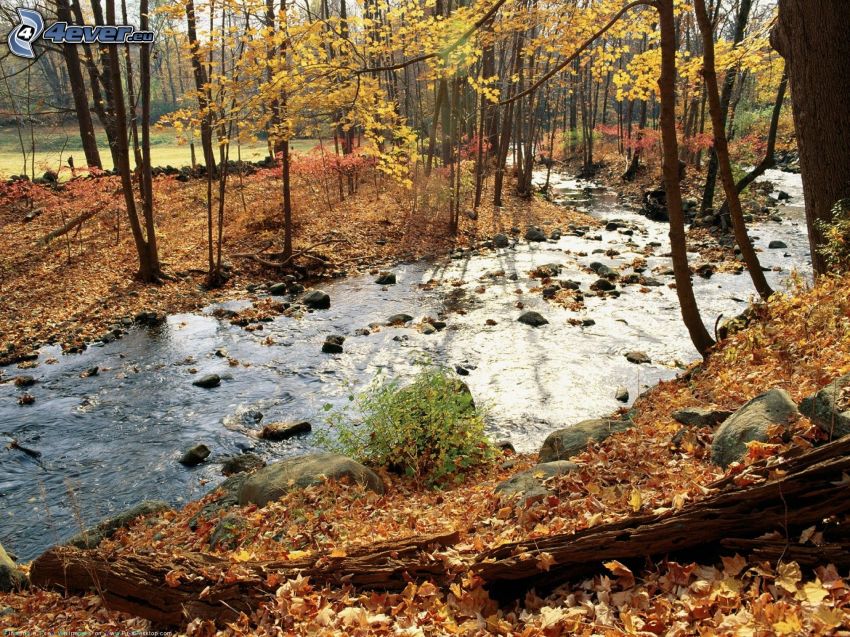 ruisseau de forêt, les feuilles tombées