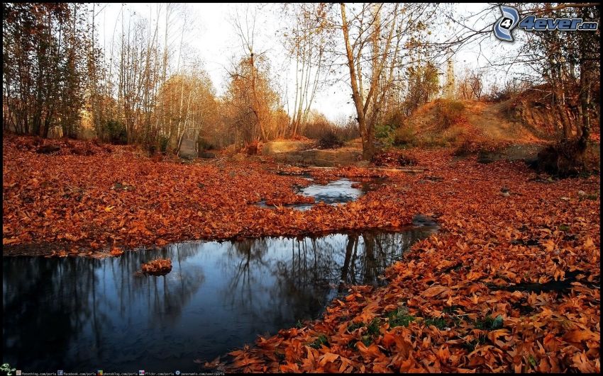 ruisseau de forêt, les feuilles tombées
