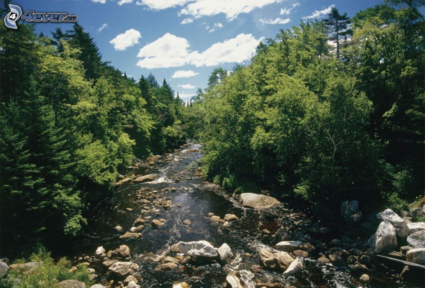 ruisseau de forêt, pierres