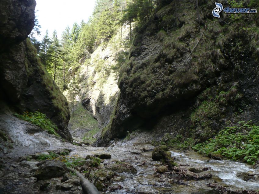 ruisseau de forêt, rochers