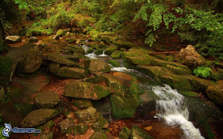 ruisseau de forêt, rochers