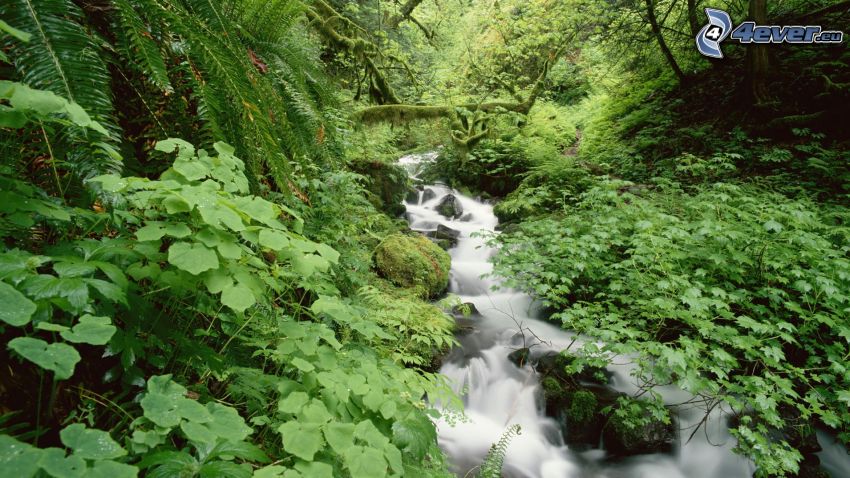 ruisseau de forêt, vert