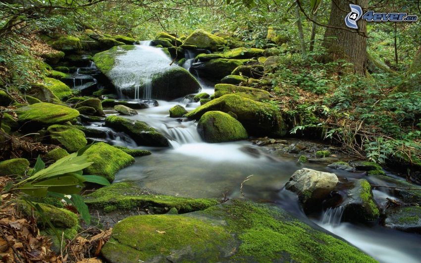 ruisseau sauvage de la forêt, rochers, mousse