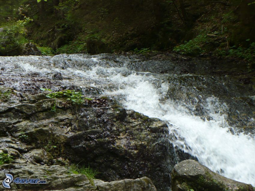 ruisseau sauvage de la forêt, rochers