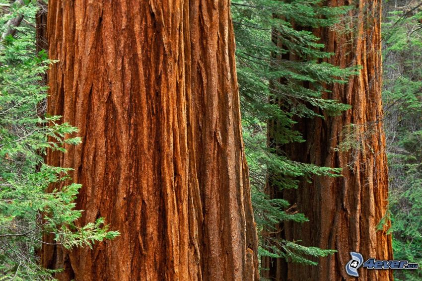 séquoia, arbres, écorce d'arbre