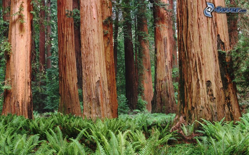 séquoia, forêt, fougère