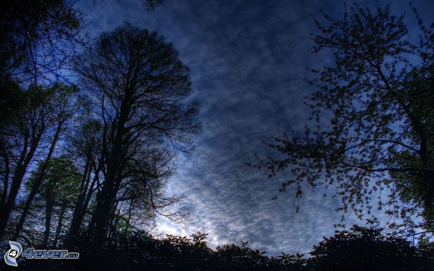 silhouettes d'arbres, ciel sombre