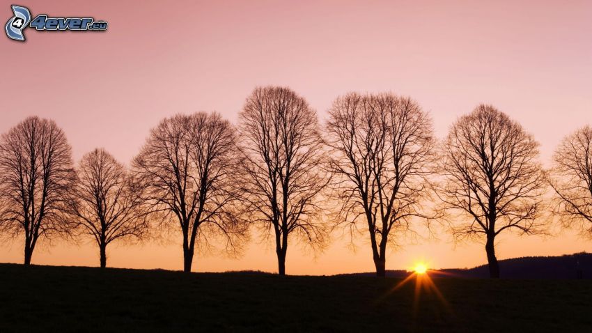 silhouettes d'arbres, coucher du soleil, ciel rose