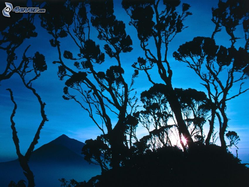 silhouettes d'arbres, coucher du soleil