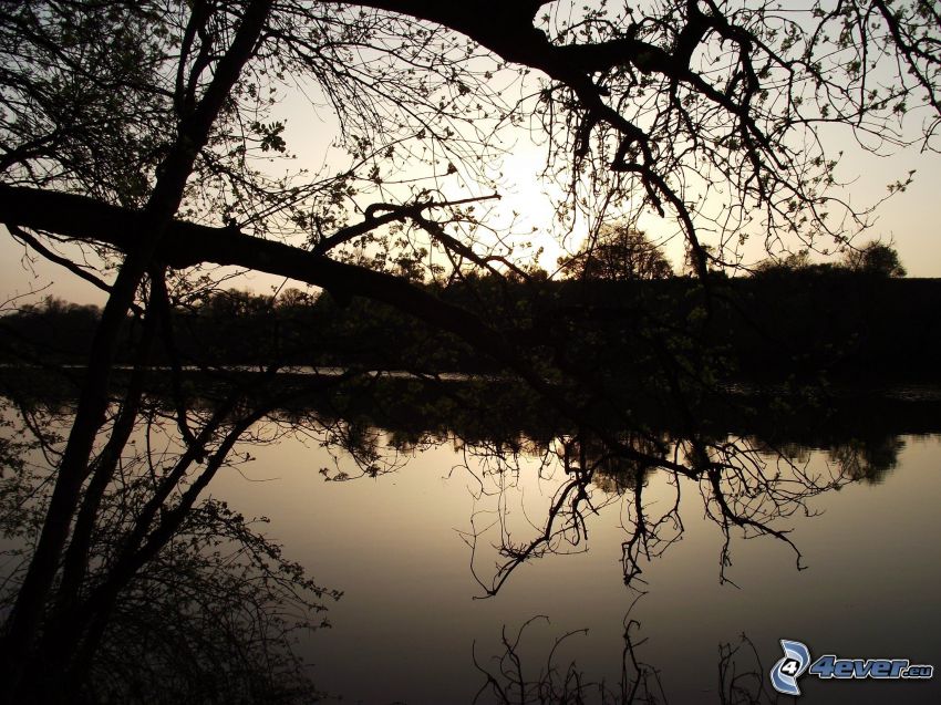 silhouettes d'arbres, coucher du soleil sur le fleuve