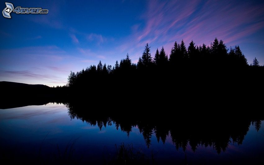 silhouettes d'arbres, lac, reflexion, soirée