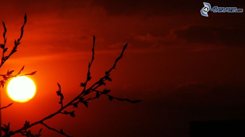 soleil, silhouettes ded branches, ciel rouge