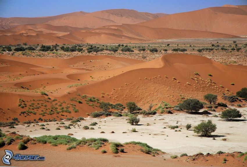 Sossusvlei, dunes de sable, arbres