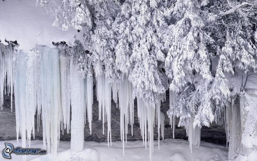 stalactite de glace, arbre gelé