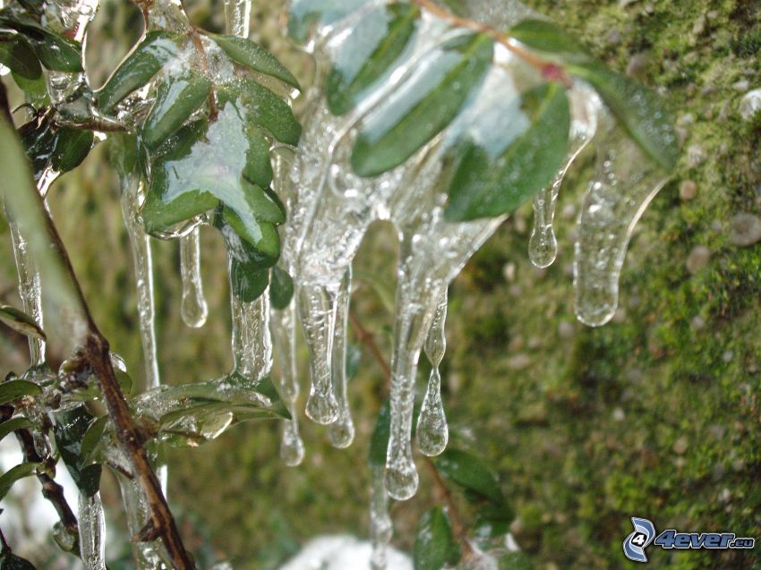 stalactite de glace, givre, l'hiver