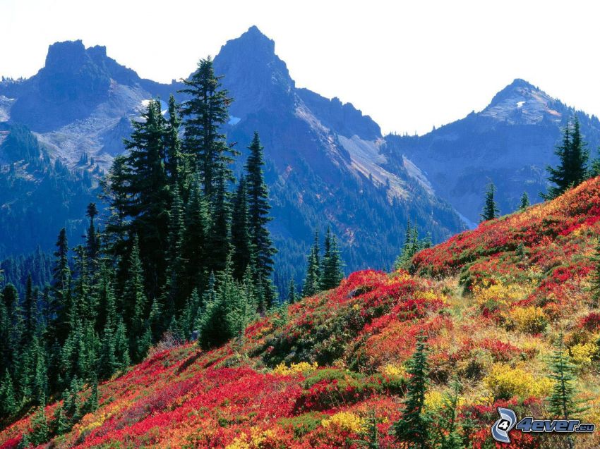 Tatoosh Range, Mount Rainier, fleurs colorées, montagnes, arbres conifères