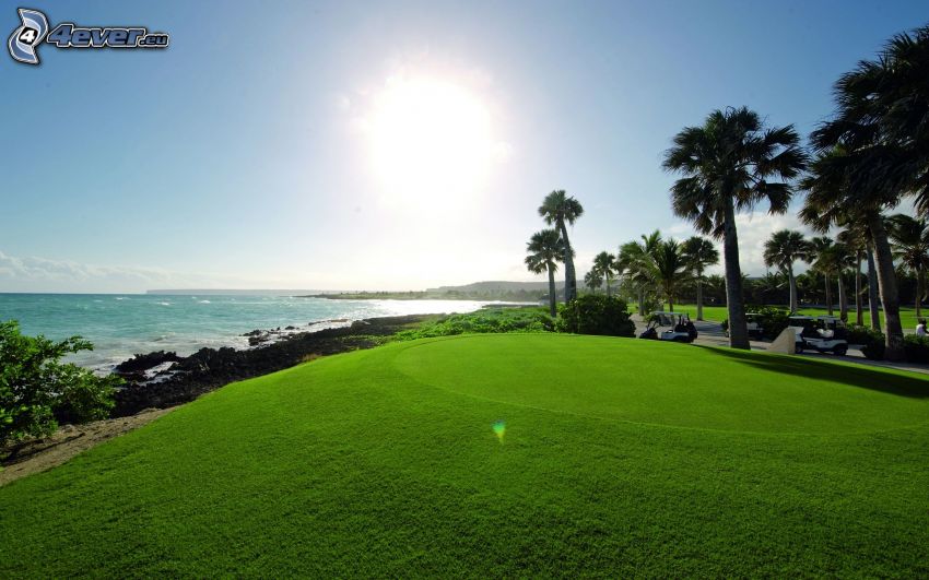 terrain de golf, mer, palmiers, soleil