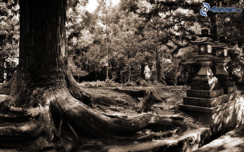 tronc, forêt, photo noir et blanc