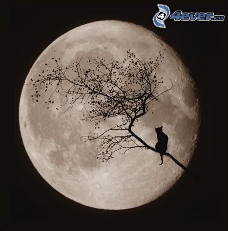silhouette de chat, Lune, lune pleine, branche
