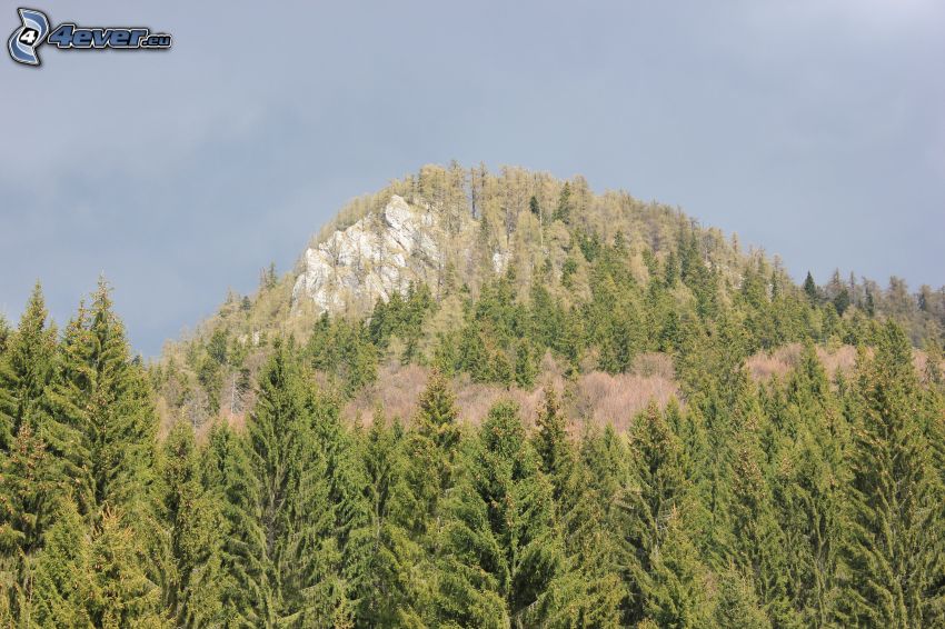 Veľká stožka, colline, rocher, forêt de conifères