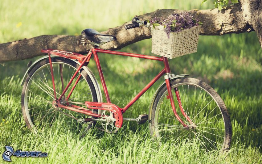 vélo, branche, l'herbe