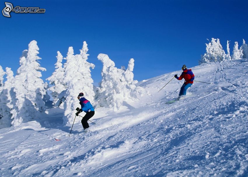 ski, neige, arbres enneigés