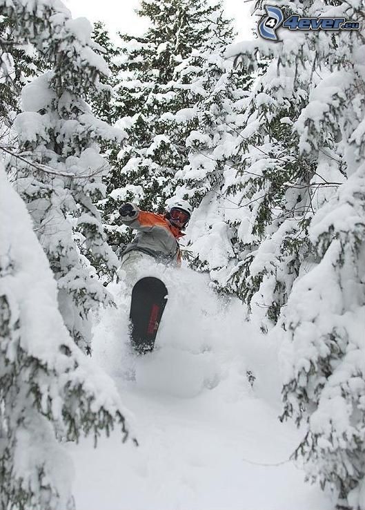 snowboarder, forêt, neige, arbres conifères